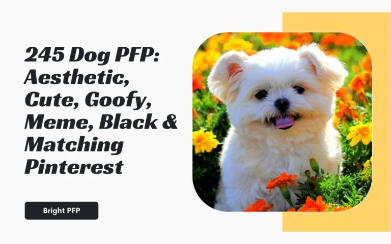 Dog PFP